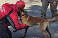 Pas tragač iz Srpca na obuci u Turskoj