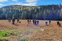 Zaokružena borba za opstanak Pančićeve omorike (FOTO)