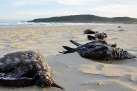 Hiljade mrtvih morskih ptica pronađene na plažama u Australiji