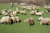Čopor pasa ubio stado ovaca