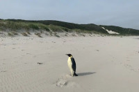 Carski pingvin sa Antartika stigao do plaže u Australiji