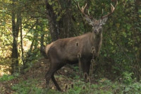 Evropski jeleni uživaju na Majevici
