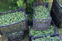 Uspješna sezona za čelinačku Poljoprivrednu zadrugu „Agro VIP“, u planu proširenje obima djelatnosti