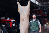 Dervenćanin uzgojio tovljenika teškog 430 kilograma