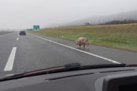 Svinja šeta autoputem Banjaluka – Gradiška (VIDEO)