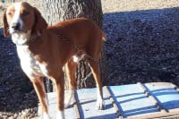 Dug put: Kako se Simba nakon osam godina vratio kući
