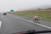 Životinje  na autoputu  skrivile 26 nesreća