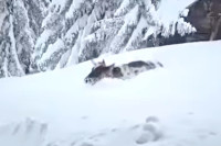 Haotično u Kneževu: I stoka se jedva probija kroz snijeg (FOTO; VIDEO)