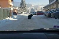 Medvjed prošetao centrom grada (VIDEO)