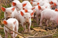 Približava se Božić: Na koliko je skočila cijena prasića