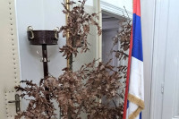 Unesen badnjak u kabinet srpskog člana Predsjedništva BiH