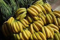 Osobe sa ovim oboljenjima ne bi trebale jesti banane