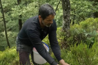 Branjem dvije biljke u šumama u BiH zaradio za tri auta i kuću