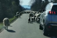 Ovce zaustavile saobraćaj prema Turjaku