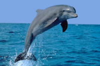 Delfin iskočio iz vode i poginuo