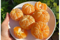 Mandarine ne treba uvijek jesti, jer utiču na dva vitalna organa