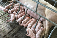 Fenomen: Krmača oprasila 45 prasića