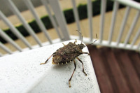 Смрдибубе се плаше мириса једне биљке: Ставите је код прозора и рјешићете их се заувијек