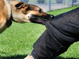 Pet pasa izujedalo ženu