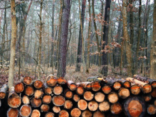 Osumnjičen lugar iz Čelinca: Dozvolio bespravnu sječu 80 stabala