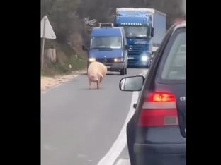 OPREZ: Svinja šeta magistralnim putem (VIDEO)