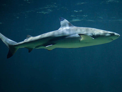 Praistorijska ajkula megalodon bila još veća nego što se vjerovalo