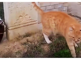 Uginuo mačak koji je živio sedam godina na grobu svoga vlasnika