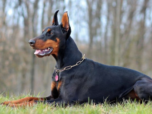 Zanimljivosti o dobermanima