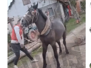 Policija identifikovala lica sa snimka na kojem tuku konja