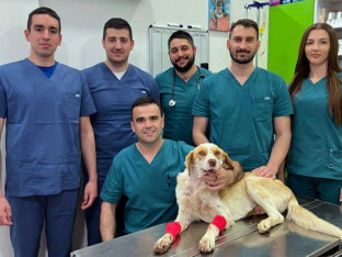 Doktor Lukač i ekipa operisali psa koji je upucan i ostavljen da umre