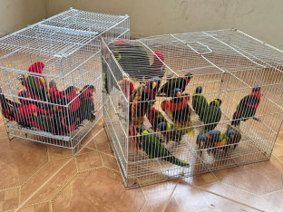 Rijetki papagaji ukradeni iz izraelskog zoo-vrta nađeni u palestinskom selu