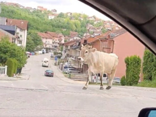 Krava prošetala ulicama Banjaluke (VIDEO)