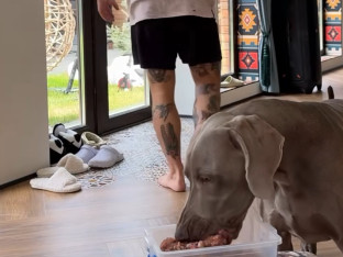 Urnebesni video: Pas jede a vlasnik se bori sa lopovima