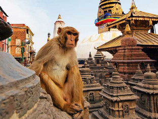 Nepalci po prvi put popisuju majmune!