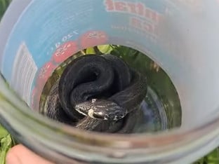 Zmija ušla u đački dom! (VIDEO)