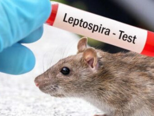 Potvrđen novi slučaj zaraze leptospirozom