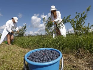 Povećana potražnja za borovnicom, proizvođači šire zasade