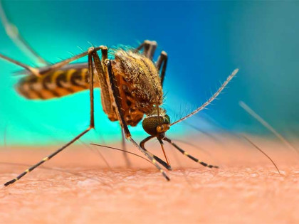 Naučnici predlažu novi način liječenja komaraca od malarije