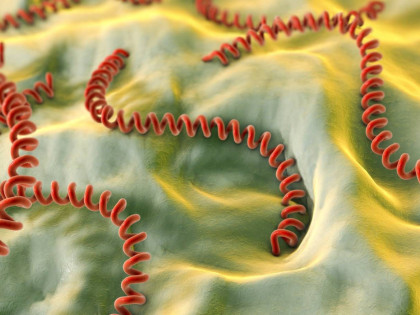 Proglašena epidemija leptospiroze
