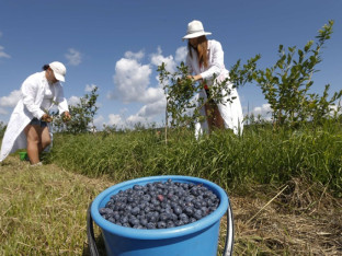 Zanimljivosti o borovnicama