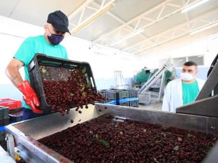 Desetkovan rod voća u Srpskoj doveo u pitanje industrijsku preradu