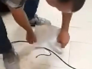 Kako je izgledalo hvatanje zmije u Parlamentu FBiH (VIDEO)