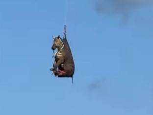 Zebra postala zvijezda interneta nakon bjekstva i leta helikopterom