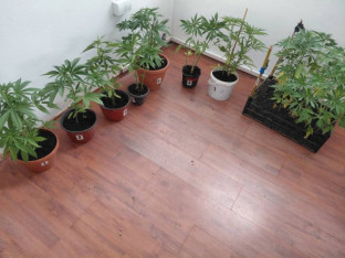 Akcija „Botanik“: Uhapšeni Prijedorčani, pronađena indijska konoplja