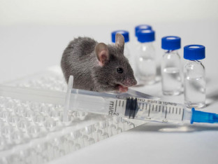 Dva nova slučaja leptospiroze, ukupno 95 zaraženih