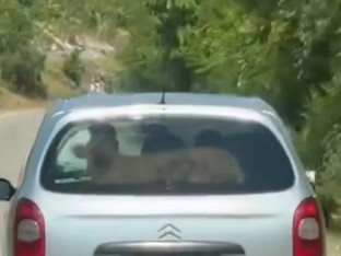 Putnik bez pojasa: Tele u citroenu obišlo društvene mreže (VIDEO)