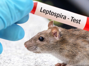 Raste broj zaraženih leptospirozom