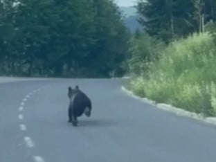 Medo trčao saobraćajnicom