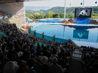 Sve četiri pande iz zoološkog vrta u zapadnom Japanu vraćene u Kinu