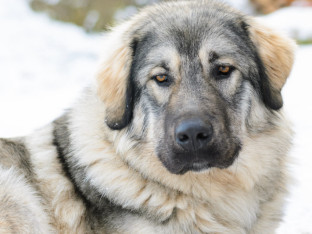 Šarplaninac ugrizao ženu kod Laktaša